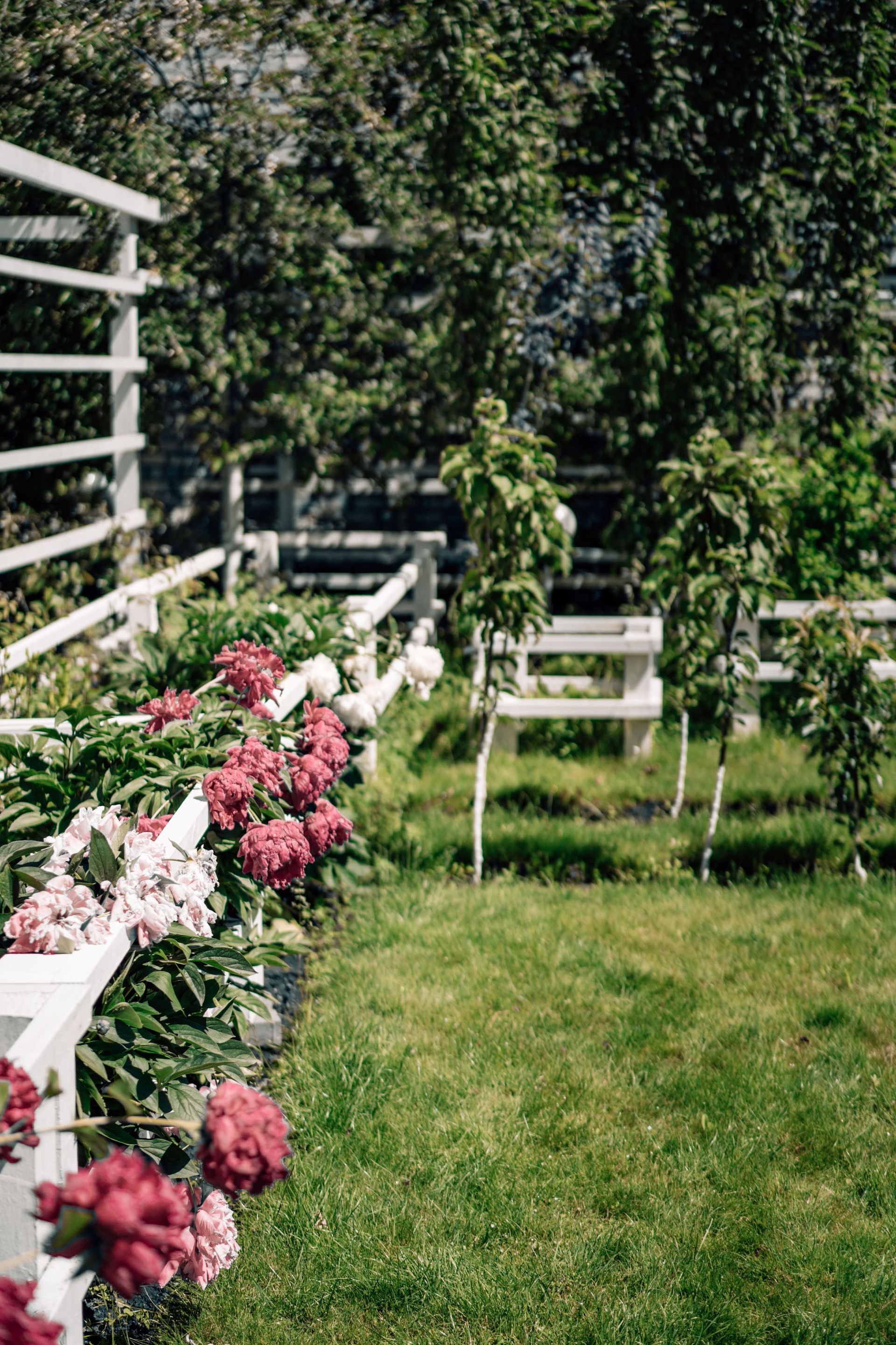 Serene garden featuring vibrant flowers along a white wooden fence under a sunny sky.